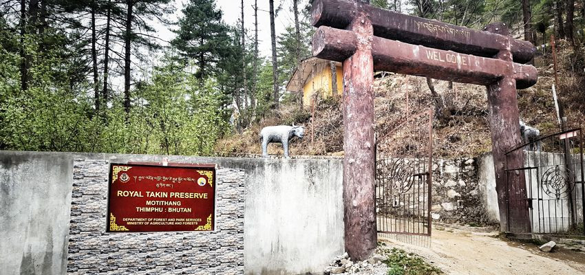 Động vật quý hiếm tại Bhutan, Takin Bhutan, động vật Bhutan